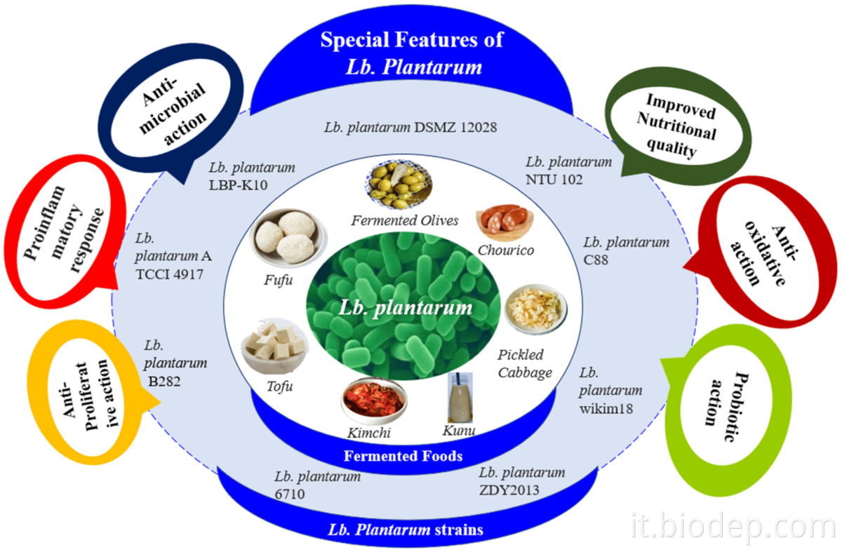 Lactobacillus plantarum4 lactobacillus plantarum4